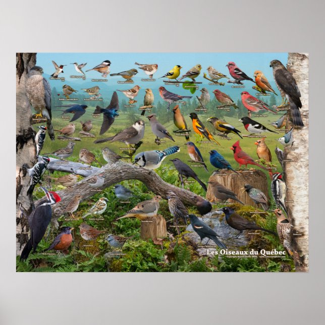 Poster Oiseaux du Québec (Frente)