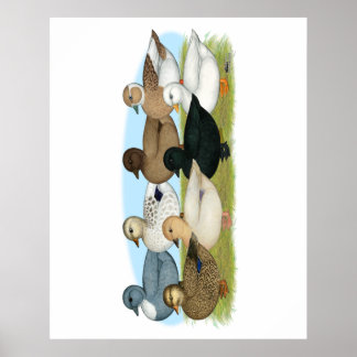 Pôster Oito Patos de Chamada