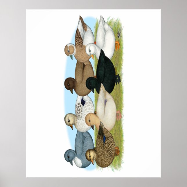 Pôster Oito Patos de Chamada (Frente)