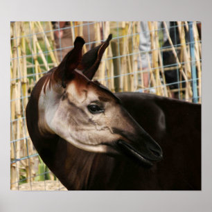 Pôster Okapi