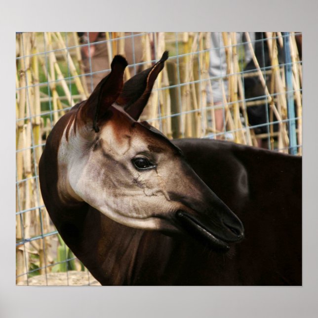 Pôster Okapi (Frente)
