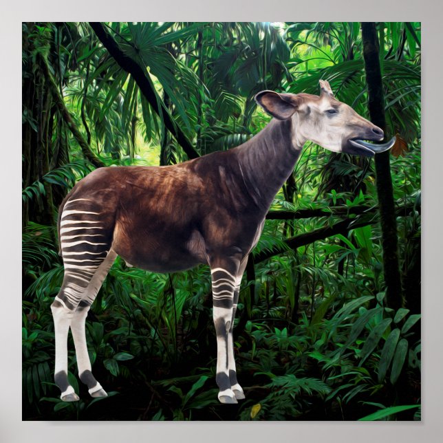 Poster Okapi (Frente)