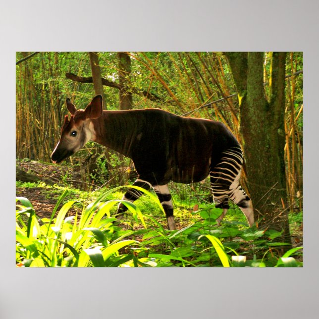 Pôster Okapi africano (Frente)