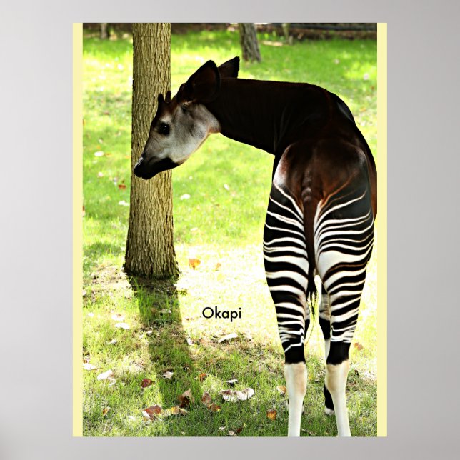 Poster Okapi, Angola, África (Frente)