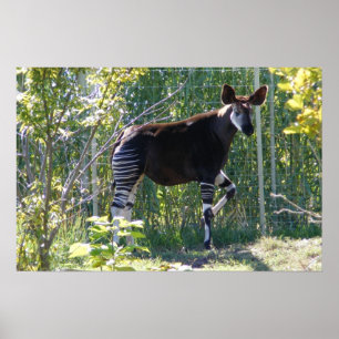 Poster Okapi personalizável
