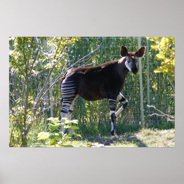 Poster Okapi personalizável (Frente)