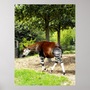 Pôster Okapi que anda afastado