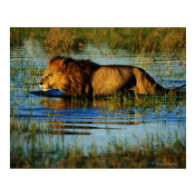 Okavango Delta, Botsuana 3