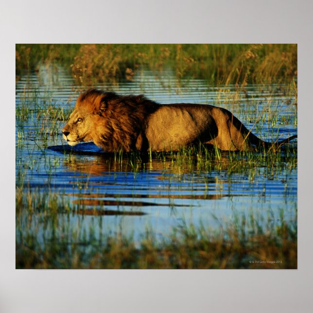 Pôster Okavango Delta, Botsuana 3 (Frente)