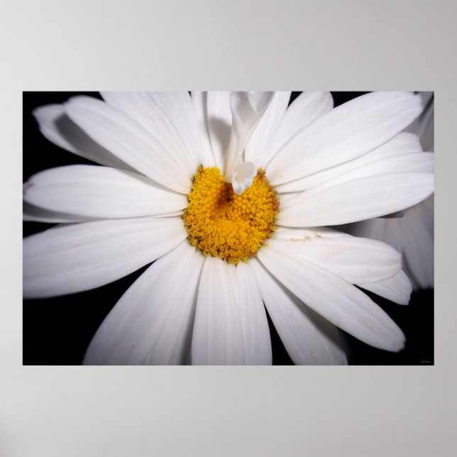 Pôster Olá Daisy (Frente)