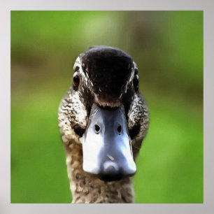Poster Olá Ducky Quirky Duck Portrait