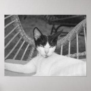 Poster Olá, Meow...