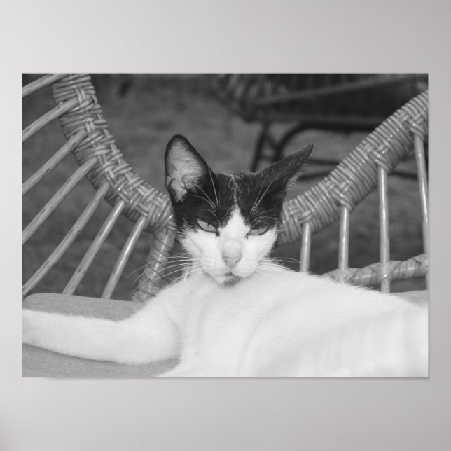 Poster Olá, Meow.. (Frente)