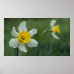 Poster Olá! primavera!