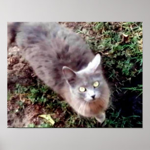 Pôster Olá, Você Pode Me Ouvir?