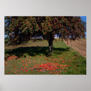 Poster Old Apple Tree