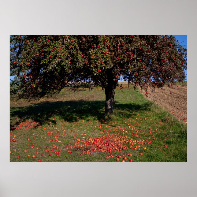 Poster Old Apple Tree (Frente)