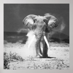 Pôster Old elephant