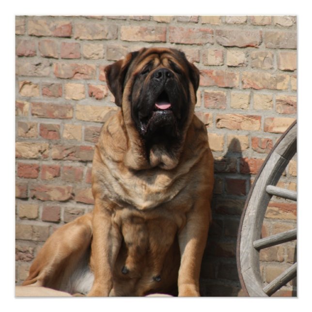 Pôster old english Mastiff  (Frente)