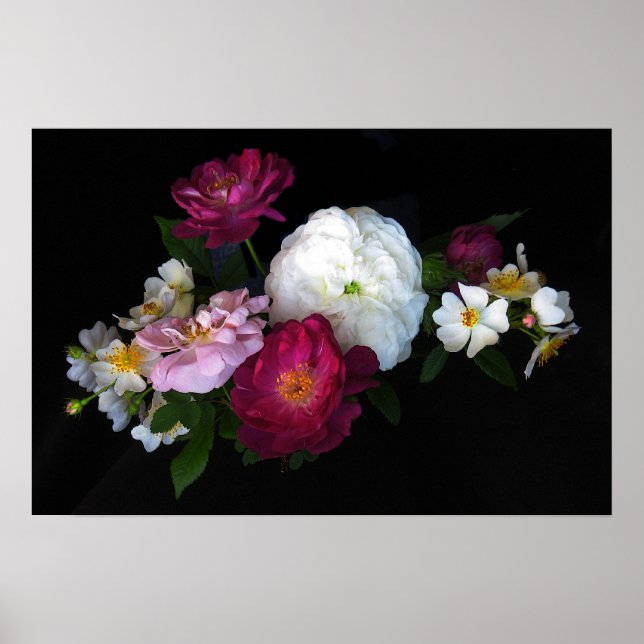 Poster Old fashioned Roses (Frente)