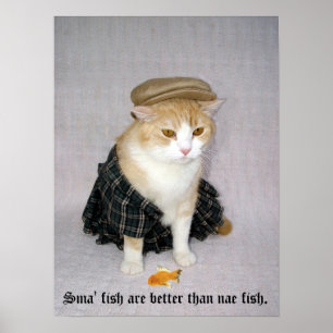 Pôster Old Scottish Fold Say