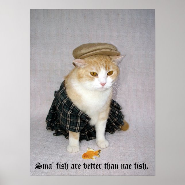 Pôster Old Scottish Fold Say (Frente)
