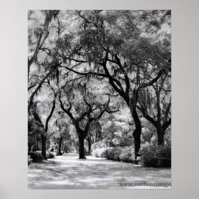 Poster Old Southern Walkway (Frente)