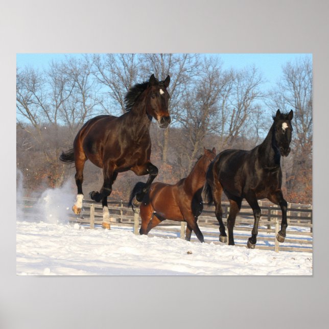 Poster Oldenburg e Hanoverian Mares na neve (Frente)
