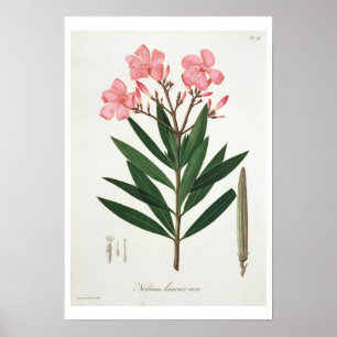 Pôster Oleander de "Phytographie Medicale" pelo Ro de