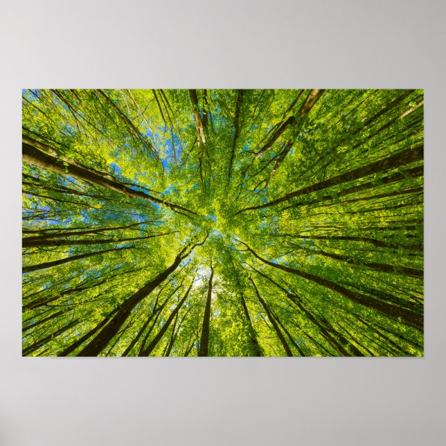 Poster Olhando através das folhas de árvores verdes (Frente)