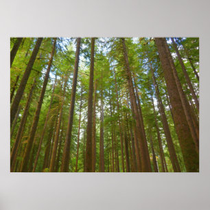 Poster Olhando para a Floresta Primária