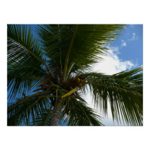 Pôster Olhando para a natureza tropical da árvore de pal