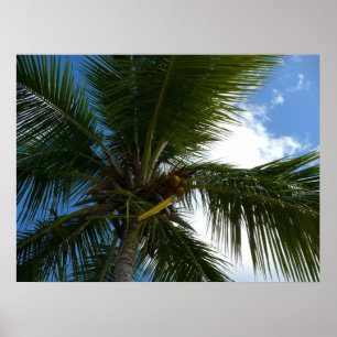 Pôster Olhando para a natureza tropical da árvore de pal