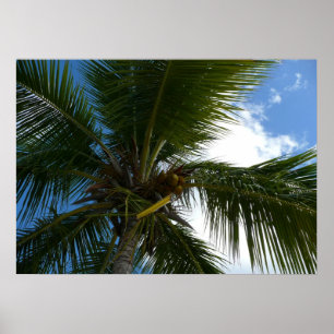 Pôster Olhando para a natureza tropical da árvore de pal
