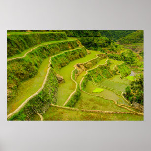 Poster Olhando Para Baixo Nos Campos De Arroz