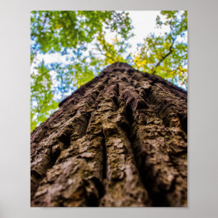 Poster Olhando para Cima