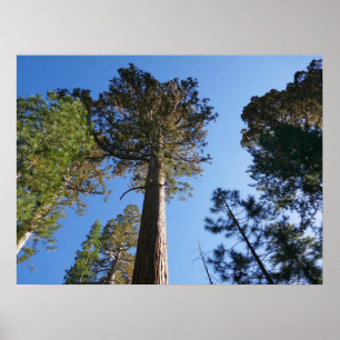 Poster Olhando para cima em Mariposa Grove