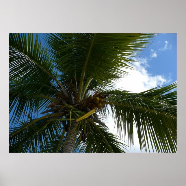 Pôster Olhando para cima para a Palmeira de Coco Natureza (Frente)
