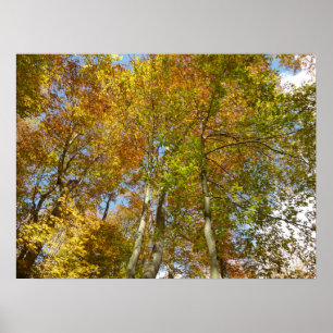 Poster Olhando para Cima para Folhas de Outono III Folhag