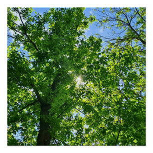 Pôster Olhando para cima para Folhas Verdes e Céu Azul - 