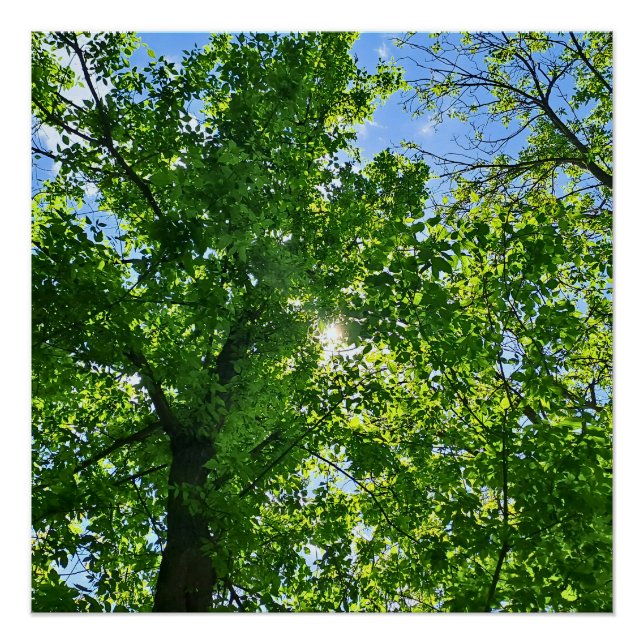 Pôster Olhando para cima para Folhas Verdes e Céu Azul -  (Frente)