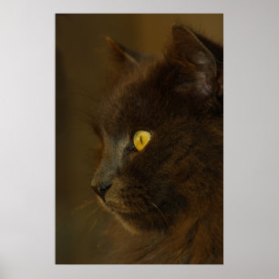 Pôster Olhando para fora