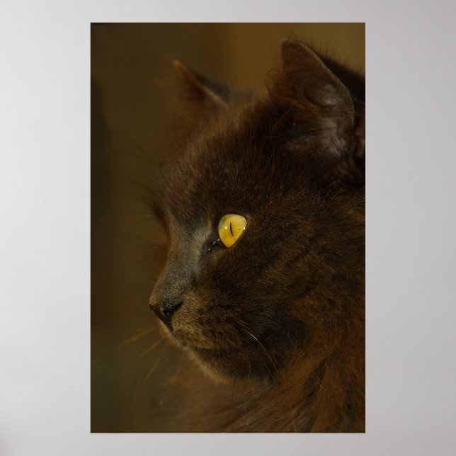 Pôster Olhando para fora (Frente)