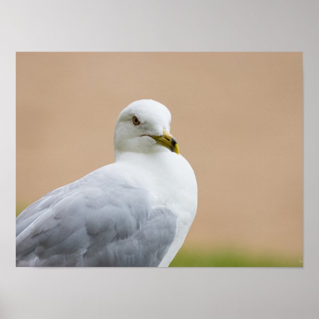Pôster Olhando para fora (Frente)