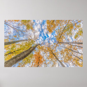 Poster Olhando para o chão da floresta