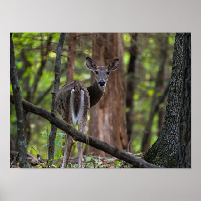 Poster Olhando Para Trás (Frente)