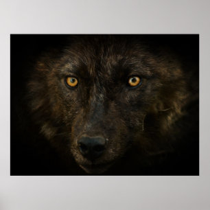 Pôster Olhar das meias-noites - animais selvagens pretos