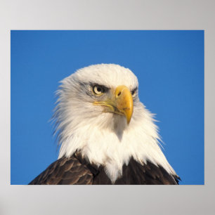 Pôster Olhar de Águia Americana