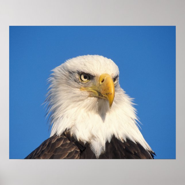 Pôster Olhar de Águia Americana (Frente)