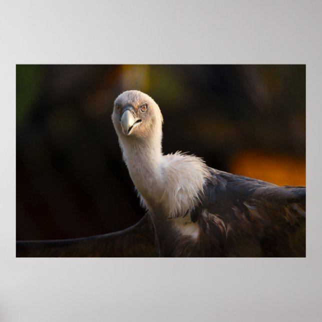 Poster Olhar do Abutre (Frente)